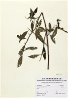藏品(華八仙)的圖片